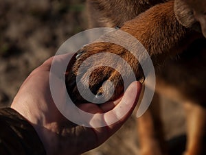 Dog paw and human hand are doing handshake, Conceptual image of friendship