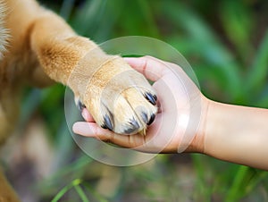 Dog paw and human hand are doing handshake, Conceptual image of friendship