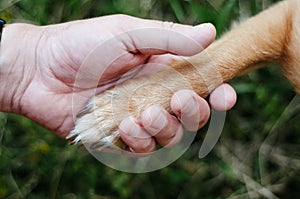 Dog paw and human hand are doing handshake on nature, friendship