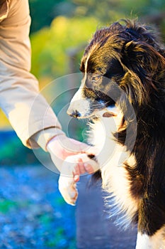 Dog paw and human hand doing a handshake outdoor