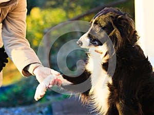 Dog paw and human hand doing a handshake outdoor