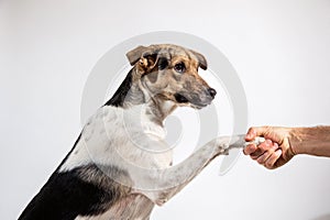 Dog paw and human hand doing a handshake