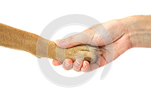 Dog paw and human hand handshake ,Friendship