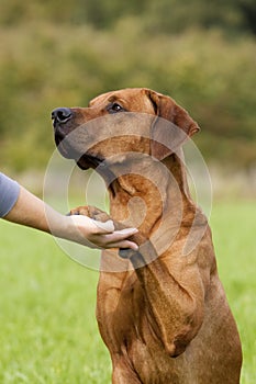Dog paw and human hand shaking