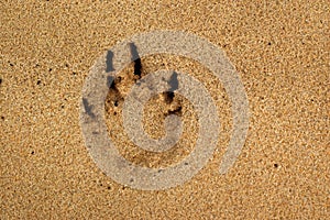 Dog paw print