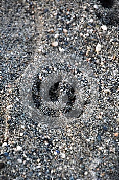 Dog paw print is on the beach.