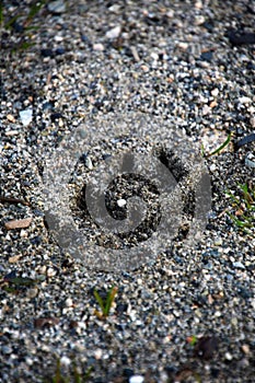 Dog paw print is on the beach.