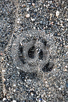 Dog paw print is on the beach.