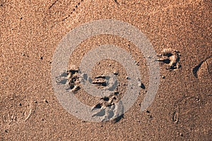 Dog paw print on the beach