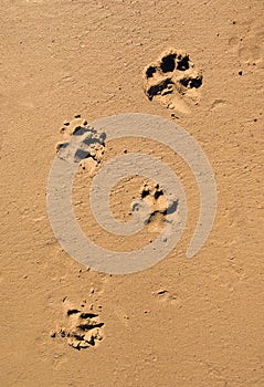 Dog paw print in the beach sand