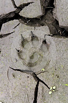 Dog paw print in cracked wet mud