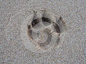 Dog Paw Print in the Sand