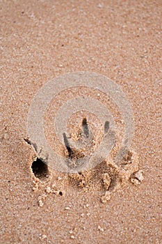 Dog paw print in sand