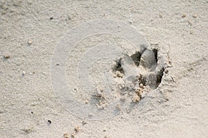 Dog paw print in sand