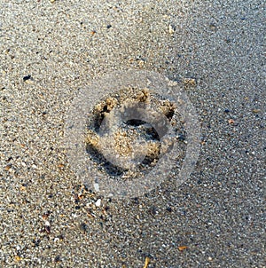 Dog paw print in the sand