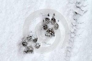 Dog paw print in snow