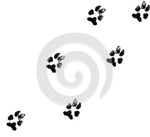 Dog paw prints photo