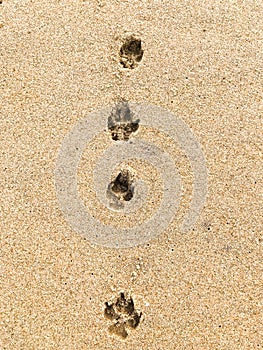 Dog paw prints in beach sand