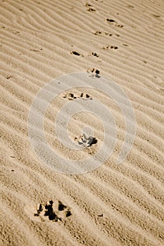 Dog paw prints in the beach sand