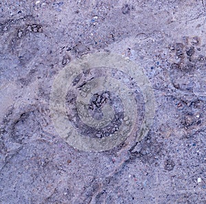 Dog paw prints in the mud. background, natural.