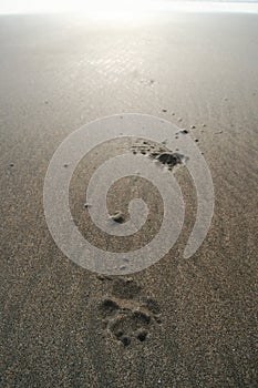 Dog paw prints in sand