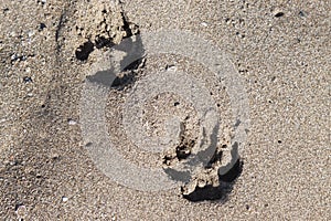 Dog paw prints in the sand along an idyllic beach