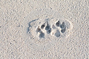 Dog paw prints in the sand on a beach