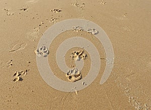 Dog paw prints in the sand on the beach