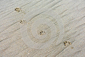 Dog paw prints on sand. Dog footprints on the sandy ocean beach. Lonely dog paw footprints printed in the sand on the beach