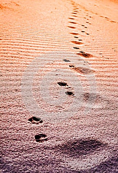 Dog paw prints in the sand at the sunset