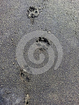 dog paw prints in the sandy beach