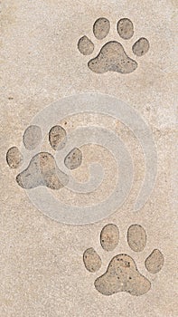 Dog paw prints in stone concrete slab.