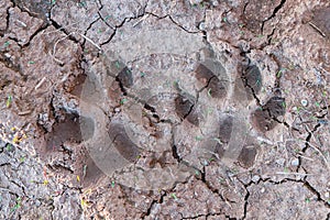 Dog paw prints on wet ground.