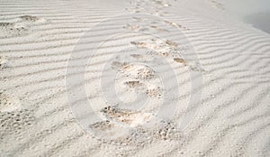 Dog paw prints in the white sand