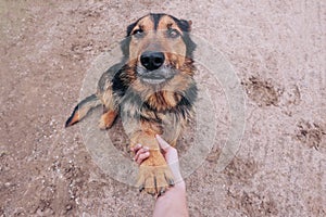 A dog paw takes a person. People support pets