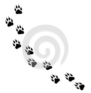 Dog Paw Tracks