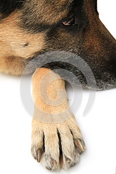 Dog paw on white background