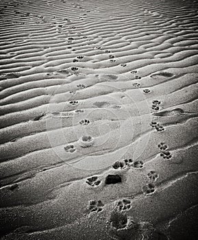 Dog Pawprints in Sand on Provincetown Beach