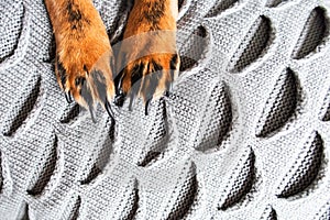 Dog paws on a knitted gray background, top view