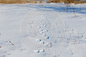 Dog paws prints path at fresh snow