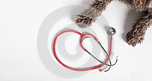 Dog paws with stethoscope isolated on white background with space for text. Dog at reception at the veterinary clinic