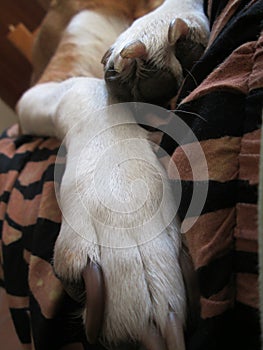 Dog Paws On A Striped Blanket.