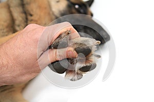 Dog paws on white background photo