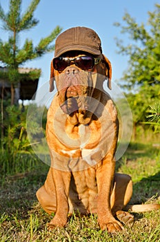 Dog with peaked cap and sunglasses in the garden