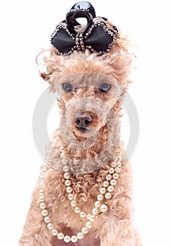 Dog In Pearls