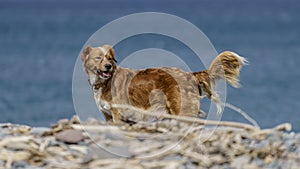 Dog on a pebble beach