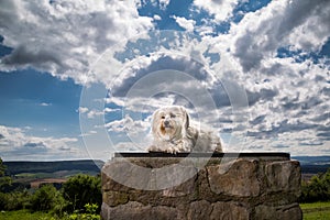 Dog on a pedestal