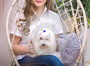 Dog pedigree white balon in the arms of a teenage girl, sitting in a hanging swing, in the home interior photo