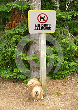 Dog pee on no dogs allowed sign. photo