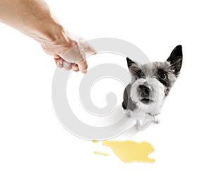 Dog pee owner at home photo